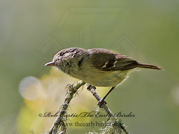 Vireo huttoni  HUTTON'S VIREO 9058138z