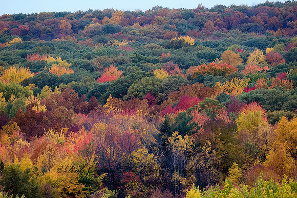 FALL COLORS  8008992z