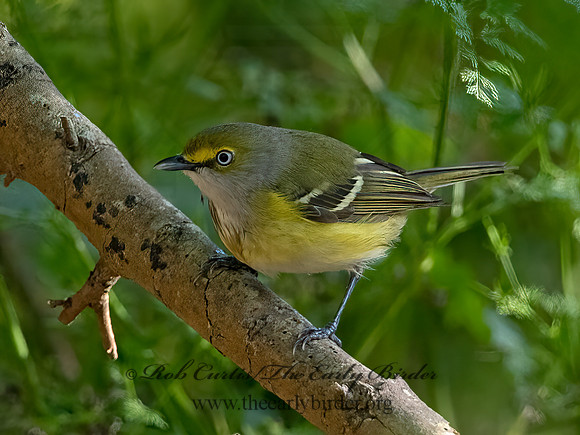 Vireo griseus  WHITE-EYED VIREO 3029514z
