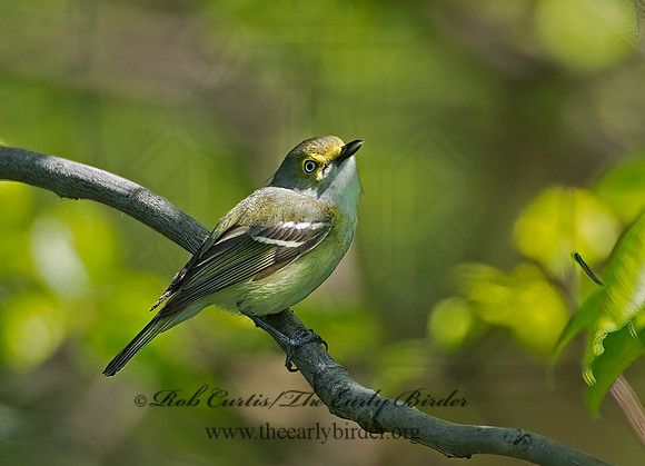 Vireo griseus  WHITE-EYED VIREO 9001716z