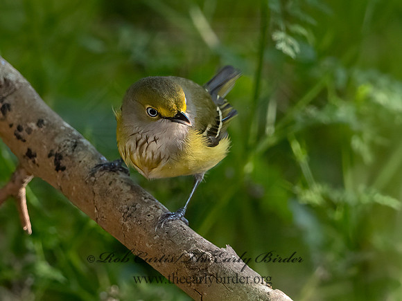 Vireo griseus  WHITE-EYED VIREO 3029516z