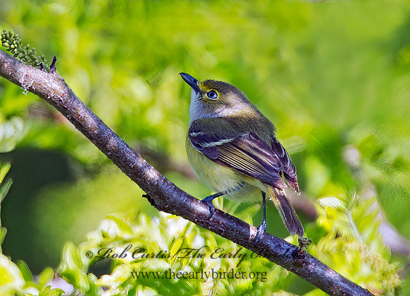 Vireo griseus  WHITE-EYED VIREO 9001691z