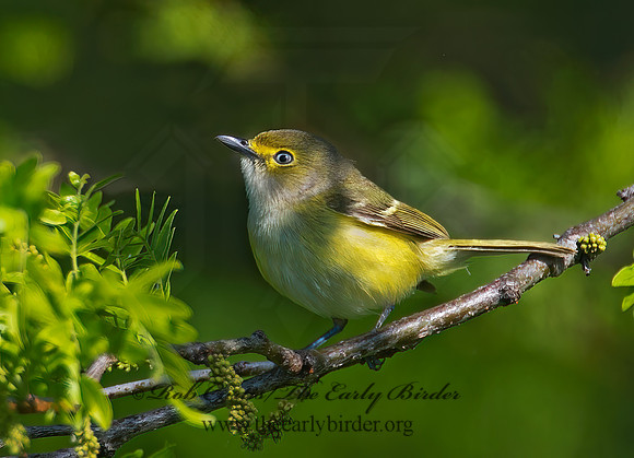 Vireo griseus  WHITE-EYED VIREO 9001696z