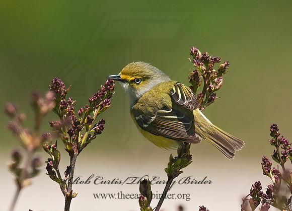 Vireo griseus  WHITE-EYED VIREO 3007224z