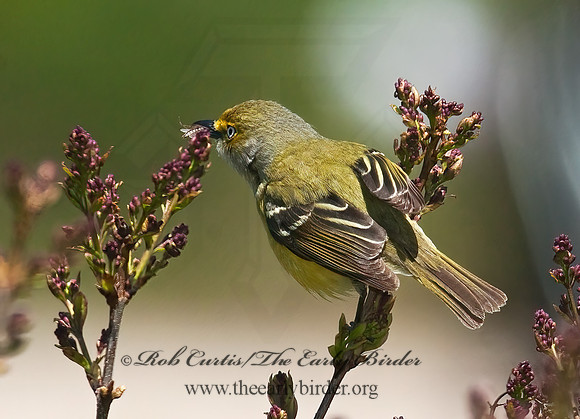 Vireo griseus  WHITE-EYED VIREO 3007222z