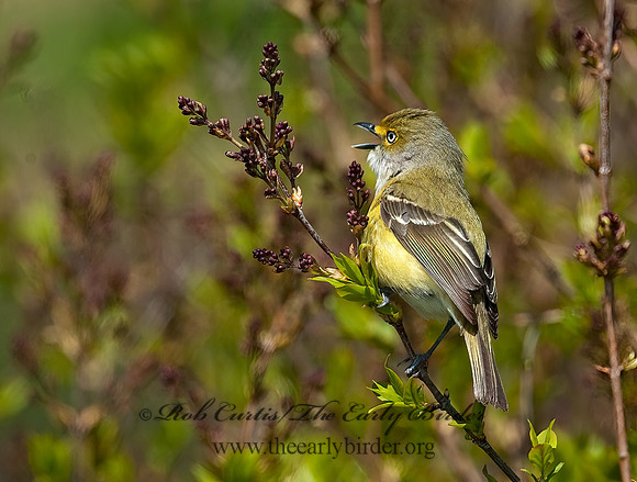 Vireo griseus  WHITE-EYED VIREO 3007219z