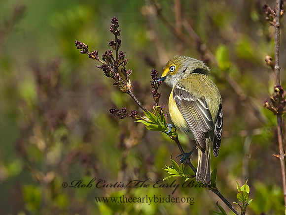 Vireo griseus  WHITE-EYED VIREO 3007218z