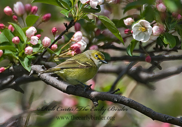 Vireo griseus  WHITE-EYED VIREO 6003962z