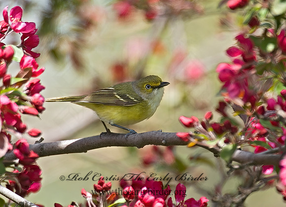 Vireo griseus  WHITE-EYED VIREO 6003958z