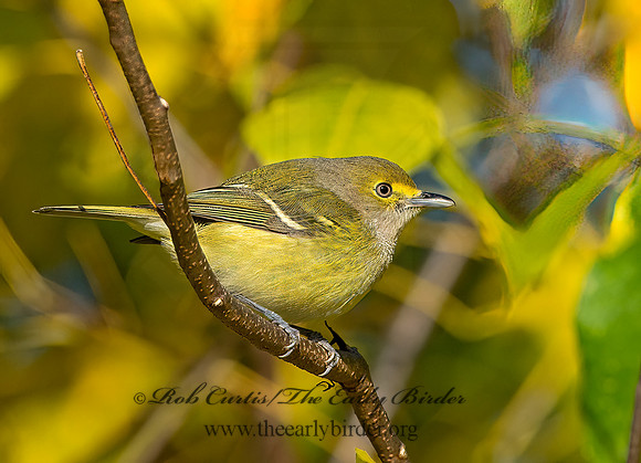 Vireo griseus  WHITE-EYED VIREO 9025678z