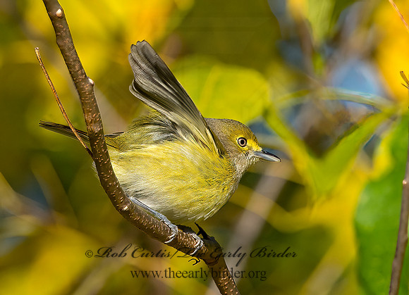 Vireo griseus  WHITE-EYED VIREO 9025677z