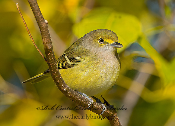 Vireo griseus  WHITE-EYED VIREO 9025676z