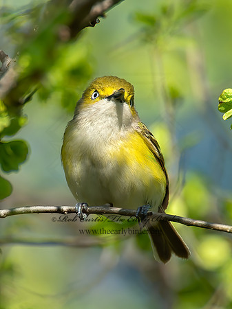 Vireo griseus  WHITE-EYED VIREO 9021796z