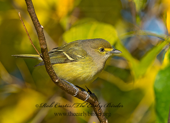 Vireo griseus  WHITE-EYED VIREO 9025673z