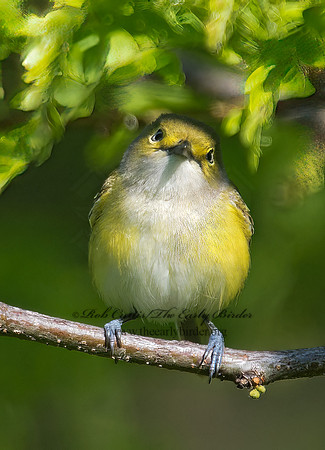 Vireo griseus  WHITE-EYED VIREO 9001706z