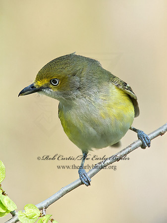 Vireo griseus  WHITE-EYED VIREO 9021793z