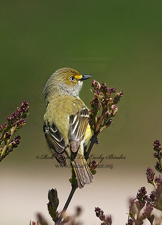 Vireo griseus  WHITE-EYED VIREO 3007226z