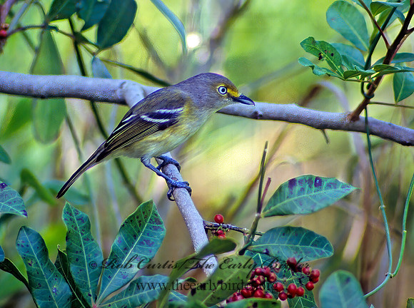 Vireo griseus  WHITE-EYED VIREO 12133z