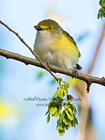 Vireo griseus  WHITE-EYED VIREO 9021822z