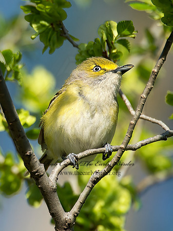 Vireo griseus  WHITE-EYED VIREO 9021807z