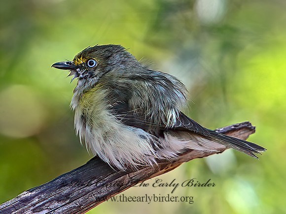 Vireo griseus  WHITE-EYED VIREO 3039736z