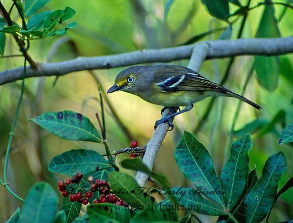 Vireo griseus  WHITE-EYED VIREO 12134z