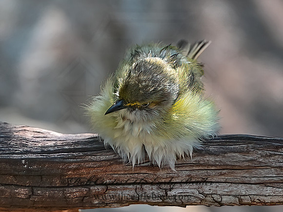 Vireo griseus  WHITE-EYED VIREO 3039734z