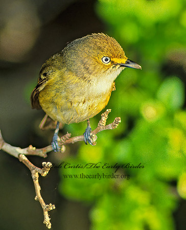 Vireo griseus  WHITE-EYED VIREO 13417z