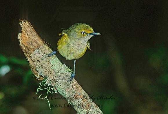Vireo griseus  WHITE-EYED VIREO 189210z