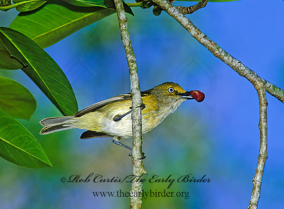 Vireo griseus  WHITE-EYED VIREO 250628z