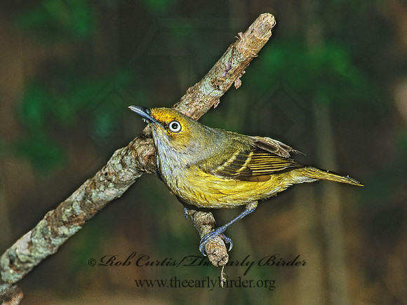 Vireo griseus  WHITE-EYED VIREO 189327z