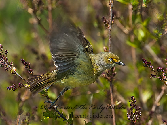 Vireo griseus  WHITE-EYED VIREO 3007221z