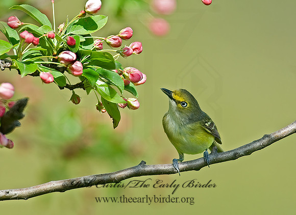 Vireo griseus  WHITE-EYED VIREO 6003901z