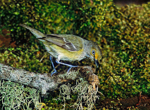 Vireo griseus  WHITE-EYED VIREO 189528z