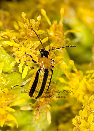 Acalymma vittata 5016580z