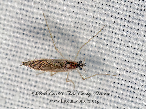 Chaoborus  PHANTOM MIDGE 9083138z
