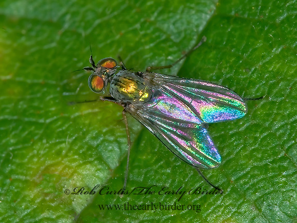 Chrysotus LONGLEGGED FLY 6013891z