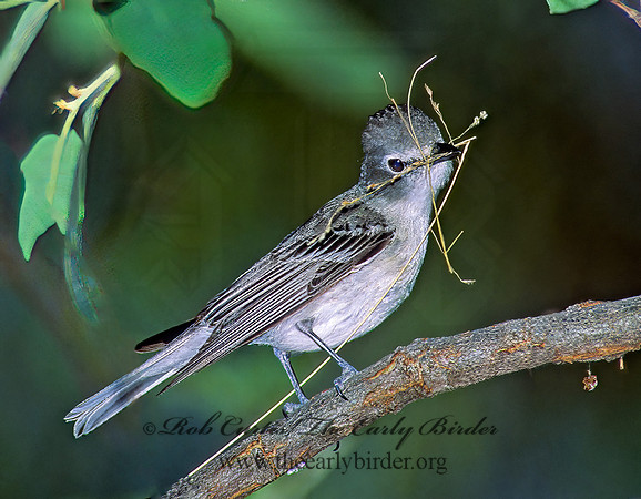 Vireo plumbeus  PLUMBEOUS VIREO 95326z