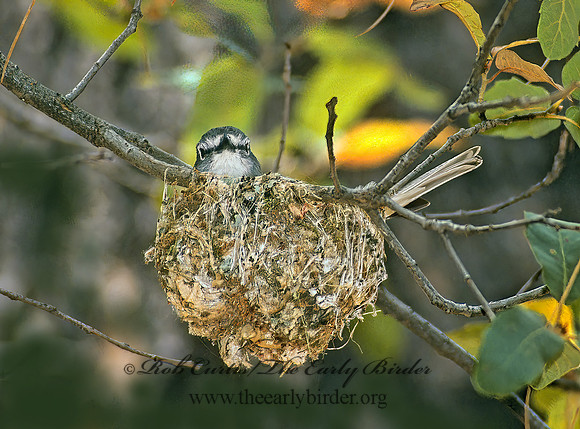 Vireo plumbeus  PLUMBEOUS VIREO 74236z