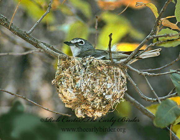 Vireo plumbeus  PLUMBEOUS VIREO 74235z