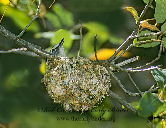 Vireo plumbeus  PLUMBEOUS VIREO 74908z