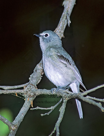 Vireo plumbeus  PLUMBEOUS VIREO 95332z