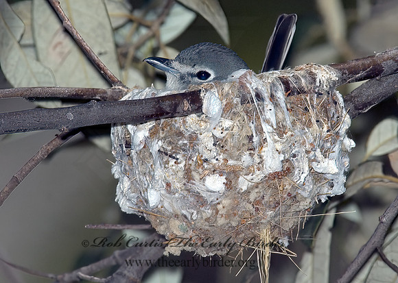 Vireo plumbeus  PLUMBEOUS VIREO 5006369z