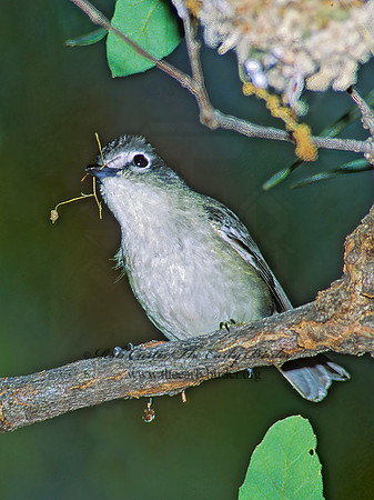 Vireo plumbeus  PLUMBEOUS VIREO 95324z