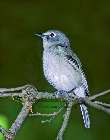 Vireo plumbeus  PLUMBEOUS VIREO 95334z