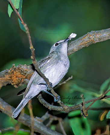 Vireo plumbeus  PLUMBEOUS VIREO 95328z