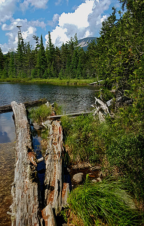 PLANKS OVER MARSH 2000185z