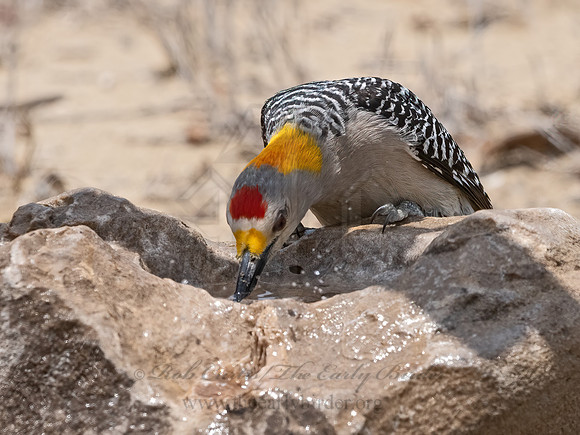 Melanerpes aurifrons  GOLDEN-FRONTED WOODPECKER 3033506z,"1"
