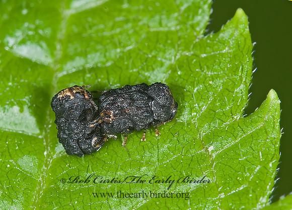 Exema dispar  CASEBEARER LEAF BEETLE 6007228z