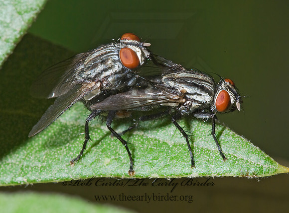 Sarcophagidae  FLESH FLY 6026225z